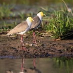 _800Mt Borradaile - Cooper Creek_5753_m_Plovers